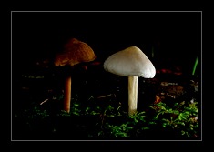 Fungi Art for Sale by Artist 06