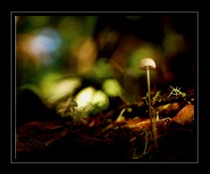 Fungi Art for Sale by Artist 12