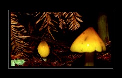 Fungi Art for Sale by Artist 16