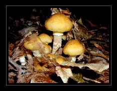 Fungi Art for Sale by Artist 13