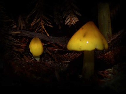 ribet mycology photos mushroom art for sale by artist c ribet