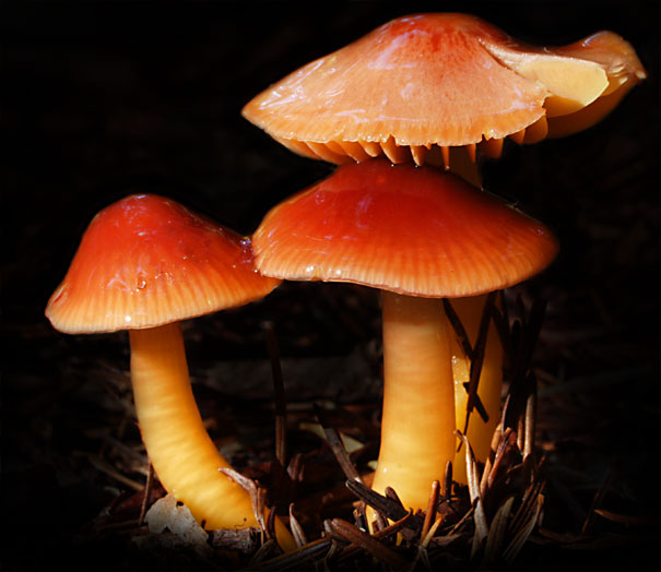 C Ribet Mycology Mushroom Pictures and Fungi Kingdom Mushroom Art