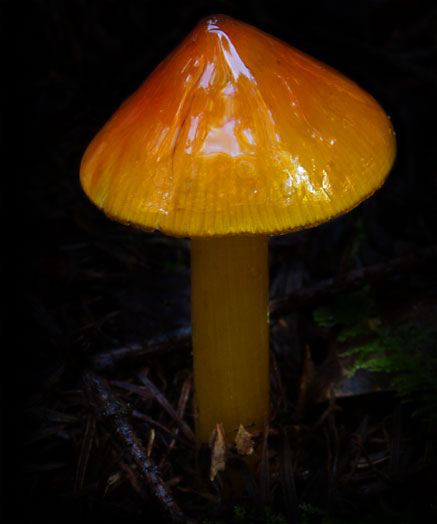 C Ribet Mycology Wild Mushroom Pictures and Fungi Kingdom Mushroom Art