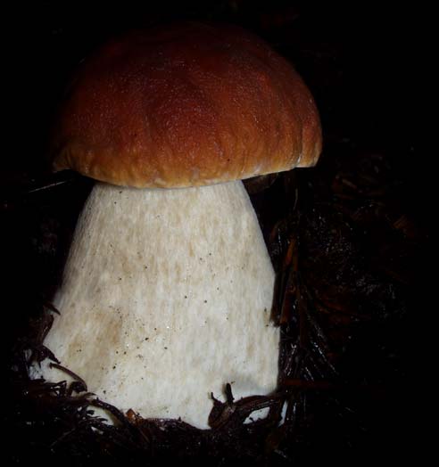 C Ribet Mycology Wild Mushroom Pictures and Fungi Kingdom Mushroom Art