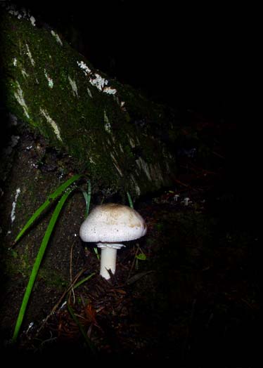 C Ribet Mycology Wild Mushroom Pictures and Fungi Kingdom Mushroom Art